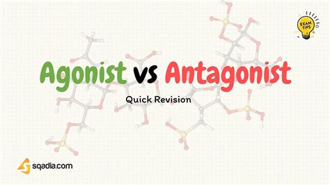 agonist  antagonist pharmacology exam tips  students