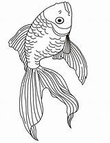 Coloring Fish Goldfish Pages Drawing Realistic Kids Parrot Clipart Drawings Animal Coloringhome Line Beta Adult Tropical Printactivities Print Koi Betta sketch template