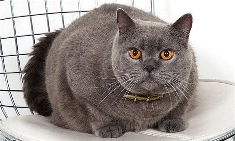 meet must have british shorthair breed which is loved by celebrities
