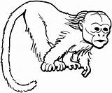Monkey Coloring Pages Uakari Colouring Drawing Printable Color Monkeys Sheet Bald Lunch Box Curious Writing 1000 Swinging Getdrawings Clipartmag Funny sketch template
