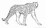 Cheetah Coloring Pages Big Printable Cat Drawing Outline Color Animals Face Coloriage Sheet Guepard Colouring Imprimer Animal Print Getdrawings King sketch template