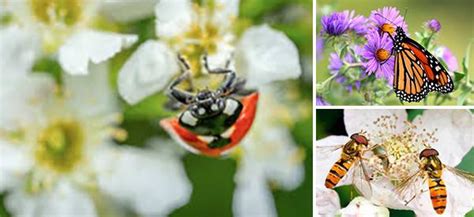 flowers  attract beneficial insects   garden