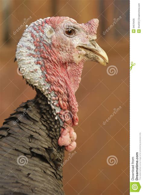 turkey head royalty  stock photo image