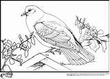 Coloring Pages Dove Bird Pigeon Teamcolors Hr Australia Comments sketch template