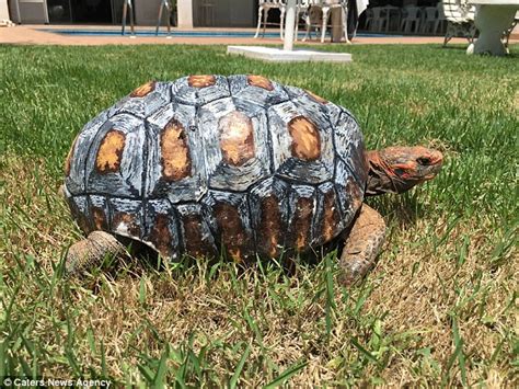 turtle receives first ever custom made 3d prosthetic covering to