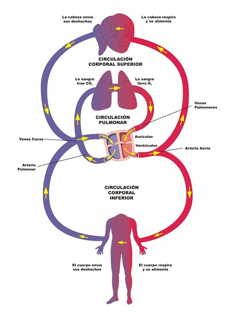 esquema del sistema circulatorio fotos guia
