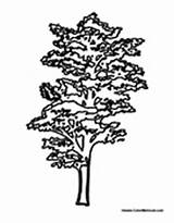 Tree Cypress Coloring Pages Colormegood Holidays sketch template