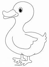 Pato Pintar Duck Animalitos Coloringpage Canard Decorar sketch template