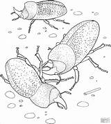 Escarabajos Stag Rinoceronte Rhinoceros Beetles Coloringbay sketch template