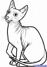 Cat Drawing Coloring Pages Egyptian Sphynx Mythical Hairless Sphinx Creature Draw Paintingvalley Getcolorings Printable Step Drawings Color Getdrawings Print Cats sketch template
