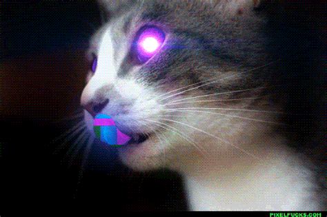 trippy cat find and share on giphy