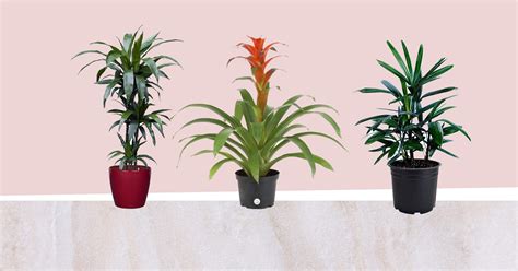 plantas purificadoras de aire  refrescaran su hogar