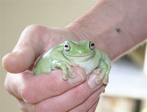 cute frogs frog pictures whites tree frog