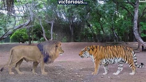 Lion Vs Tiger Real Fight Youtube