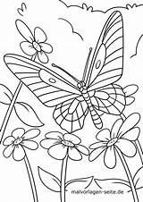 Malvorlage Schmetterling Ausmalbilder Schmetterlinge Großformat sketch template
