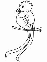 Quetzal Coloring Pages Birds Mexico Kids Animals Guatemala Bird Printable Letter Flag Parrots Cartoon Animal Print Clipart Crafts Mexican Library sketch template
