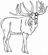 Elk Coloring Pages Bull North America Printable Getcolorings Rocky Mountain Color Print Popular Birds sketch template