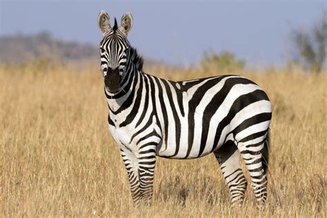 zebra facts  science