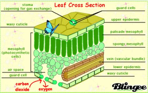 leaf cross section picture  blingeecom