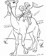 Circus Coloring Pages Camel Animal Animals Big Honkingdonkey Touring Circuses Few Still Event Amazing Country Only Large Fun sketch template