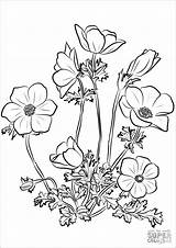Anemone Coloring Coronaria Pages Drawing Flowers Printable Flower Drawings sketch template