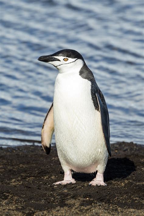 penguin wikipedia