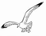 Gaivota Gaviota Goeland Mouette Seagull Gull Pintar Ohbq Supercoloring Coloringtop Colorironline sketch template