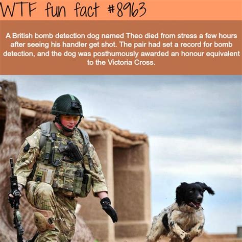 wtf fun facts collection barnorama