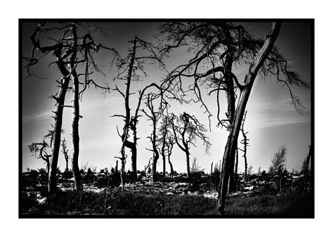 verbrannte baeume foto bild landschaft projekte schwarzweisser freitag bilder auf fotocommunity