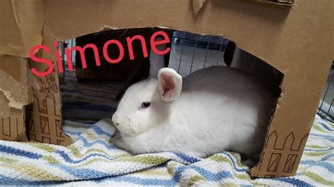 pin  san diego house rabbit societ  adopt   sdhrs adoption animals rabbit