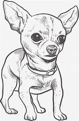 Chihuahua Drawing Puppy Dog Illustration Line Vector Hand Drawn Getdrawings sketch template