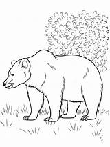 Coloring Pages Forest Animals Bear Brown Printable Print Popular sketch template