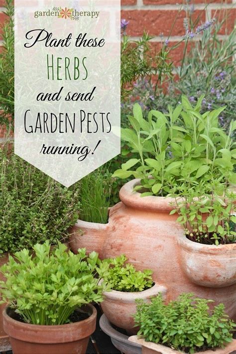 Deter Pests Naturally By Companion Planting With These Super Flowers