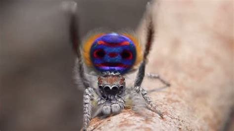 dancing peacock spider    cute spider
