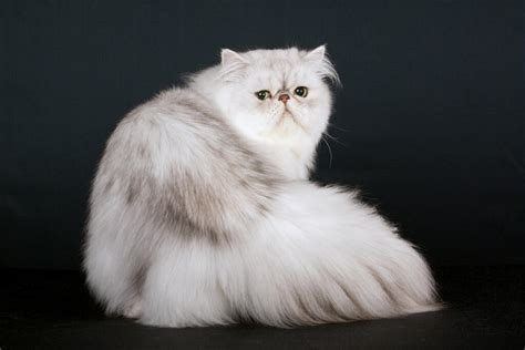 persian shaded silver cats cat breeds