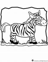 Zebra Coloring Cartoon Animal Stripes Without Jr Template sketch template