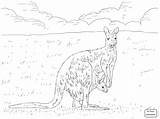 Kangaroos Drawing Getdrawings Red sketch template