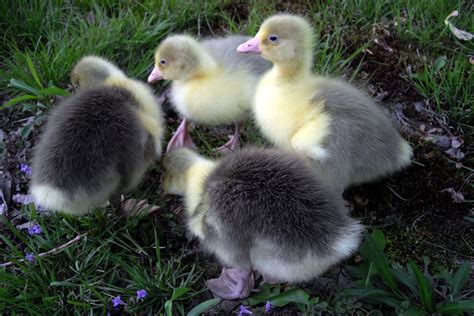 shetland geese backyard chickens learn   raise chickens