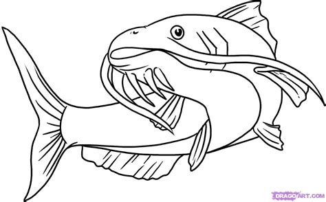catfish clipart coloring page catfish coloring page transparent