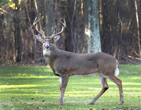 white tailed deer  hunters  abound   buckeye state