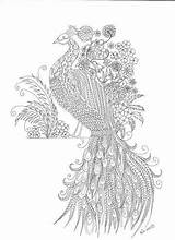 Coloring Pages Ups Grown Zentangle Paon Bird sketch template