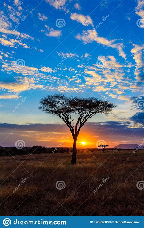 Sunset In Savannah Of Africa With Acacia Trees Safari In