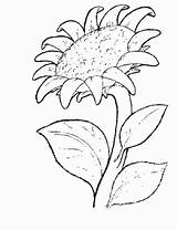 Coloring Sunflower Pages Flowers Printable Kids Flower Large Color Fun Print Small sketch template