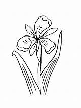 Coloring Iris Flower Pages Popular Library Clipart sketch template
