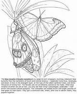 Morpho Moths Dover Ingrahamrobotics Volwassenen Doverpublications sketch template