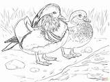 Mandarin Duck Coloring Designlooter Male Female Click sketch template