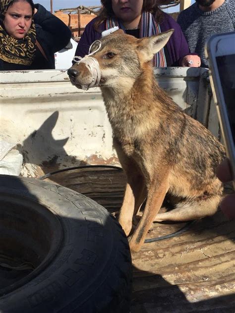 egypt s wildlife rescue team saves rare wolf species from extinction