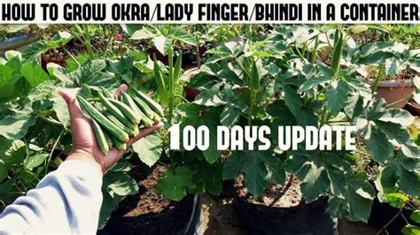 grow okralady fingerbhindi  pot lady fingers organic