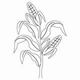 Corn Stalk Coloring Drawing Field Stalks Plant Clip Printable Drawings Pages Color Kids Pattern Sheet Getcolorings Cornfield Getdrawings Farm Choose sketch template