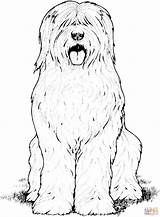 Coloring Pages English Dog Sheepdog Old Printable Colouring Puppy Biscuit Supercoloring Dogs Color Kids Mastiff Oes Print Super Hairy Online sketch template